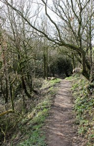 05a a bit of woodland, East Titchberry, Ruth walking the SW Coast Path, Devon