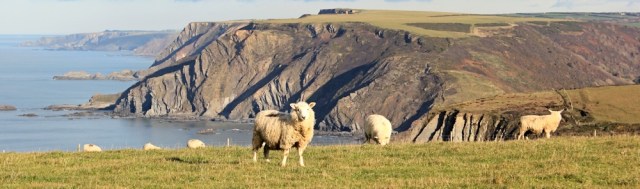 07 sheep, nr Cornakey, SWCP, Ruth's coastal walk