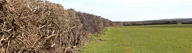 Boring path, Fatacott Cliff, Ruth walking in North Devon