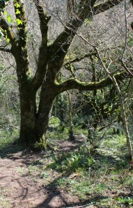 Beckland woods, Ruth on the SWCP, north Devon