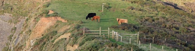 23 cattle on footpath, Swansford Hill, Ruth's coastal walk