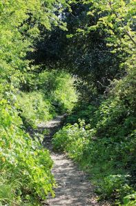 path through fields and trees, Ruth walking to Bideford