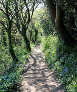  more wood walking, Ruth's coastal walk towards Bideford, Devon