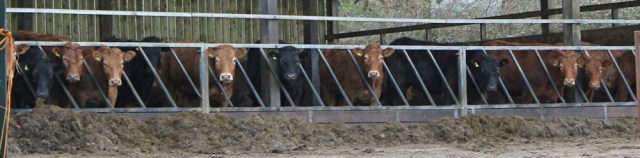 x12 cows in the barn, Clovelly, Ruth Livingstone