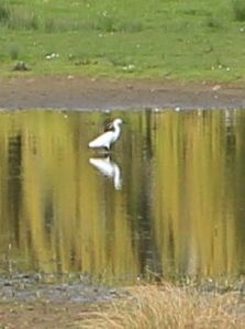 egret, Tarka Trail, Ruth on her coast walking,