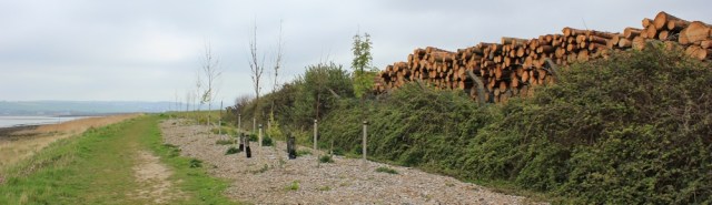 logs and trees and long road, Ruth walking