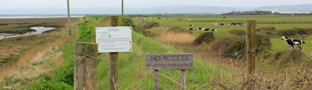 Home Farm Marsh, Ruth walking the coast, heading to Barnstaple