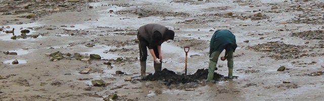 bait diggers, Ruth walking up the River Taw