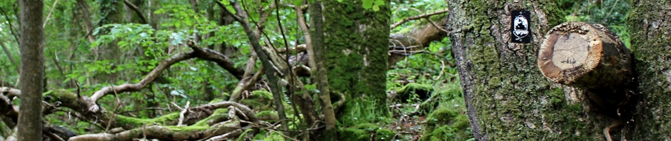 woods near County Gate, Ruth Livingstone