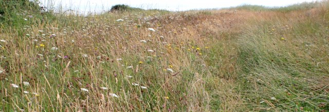  overgrown path, Ruth walking the West Somerset Coast Path