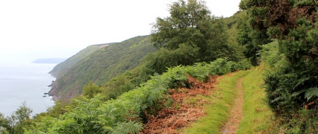 walk begins to get woody, Kipscombe Enclosure, Ruth on the SWCP, north Devon