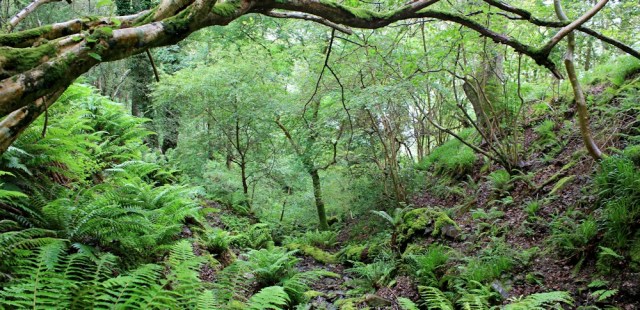 trees, Ruth walking from Lynmouth to Porlock, SWCP