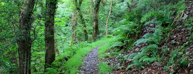 woods, walking from Lynmouth to Porlock, Ruth on SWCP