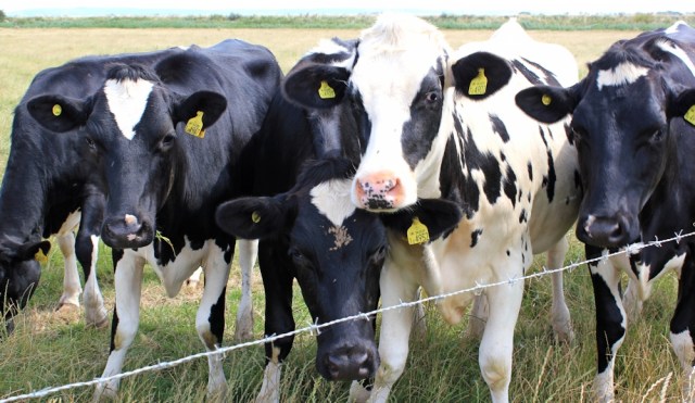 lots of bovine attention, Ruth walking the River Parrett Trail