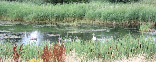 Swans, Ruth's coastal walk, Parrett River