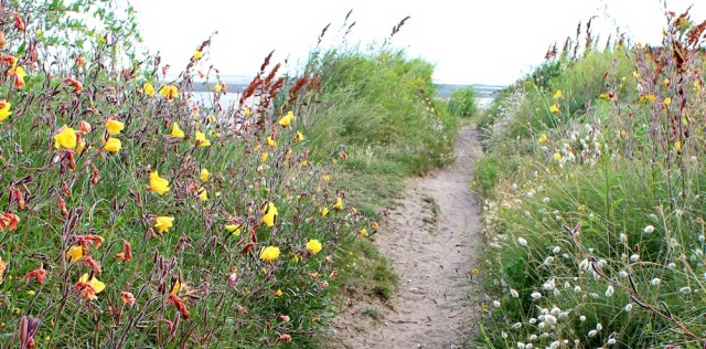 coast path Minehead to Dunster, Ruth walking the Somerset Coast Path