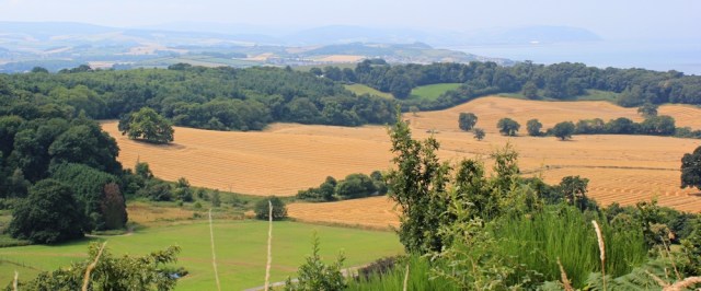 golden fields, Coleridge Way, Ruth on coastal walk, deer park