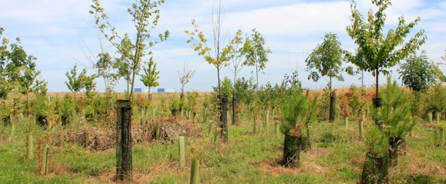 new tree planting, Hinkley Point Power Station, Ruth in Somerset