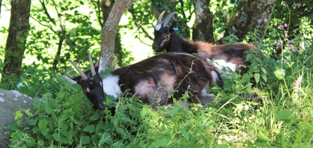 goats in Valley of Rocks, North Devon, Lynton, Ruth's coast walking