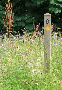 footpath sign with wild flowers, Ruth walking the SWCP