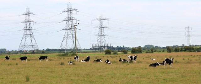 cows in field, Hinkley Point, Ruth walking around the coast, Somerset