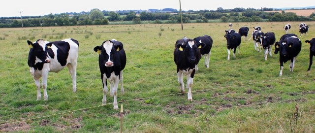 more cows, Ruth's coastal walk, Hinkley Point