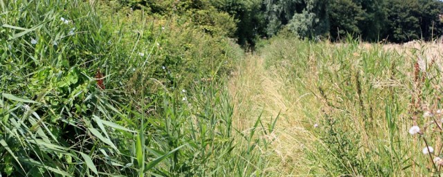 overgrown path, Ruth walking around Hinkley Point, Somerset coast