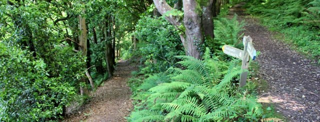low path to Minehead, Ruth walking the SWCP
