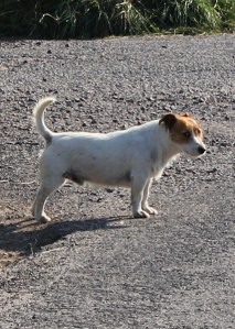 ferocious terrier, Ruth walking the coast