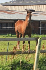 horse, Steart, Ruth's coastal walking