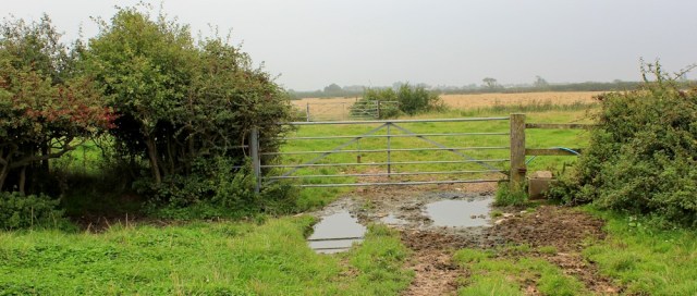 bridleway into open fields, Ruth walking to Wick St Lawrence, Somerset