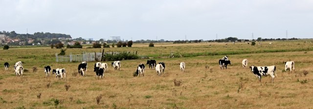  distant cows, Ruth walking up the River Parrett