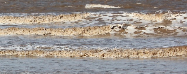  waves like chocolate milk, Ruth walking the coast towards Brean Down