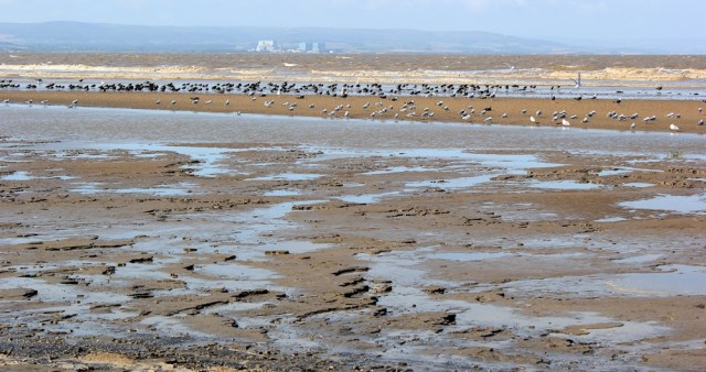  mud and birds and Hinkley Point, Ruth Livingstone