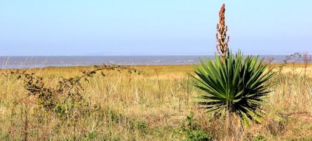  weird plants, Ruth approaching Sand Point, Kewstoke hike