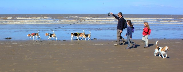 Beagle walkers, Ruth walking the coast, Brean, Somerset