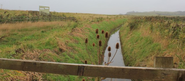 to the river bank, Bleadon Level, Ruth walking towards Weston-super-Mare