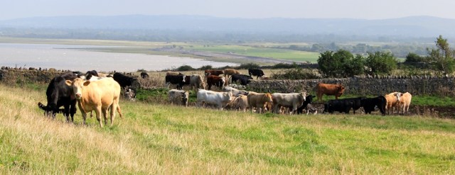 cows at the end of Middle Hope, Ruth walking the Somerset coast