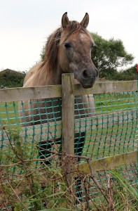 26a friendly horses, Ruth walking around Somerset