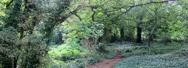 walk through East Wood, Portishead, Ruth's coastal walk
