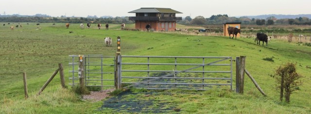 crossing field of cows, Ruth walking the Severn Way