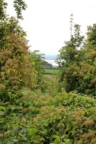 Bulwarks Iron Age Camp, view obscured, Ruth's coastal walk