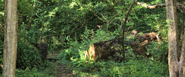 through the woods, Shirehampton park, Ruth on the Severn Way