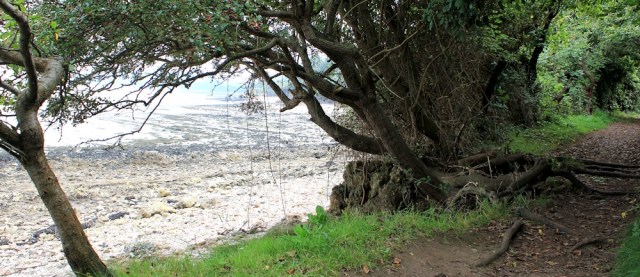 20 through trees, coast walk in Portishead, Ruth Livingstone