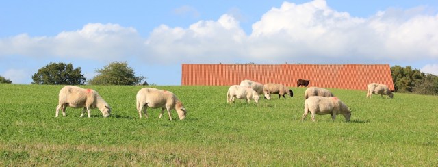 b02 Welsh sheep, Ruth walking the Wales Coast Path