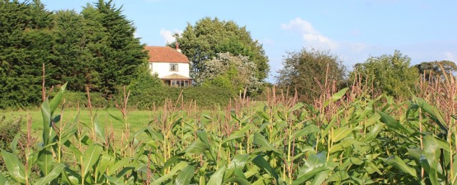 b04 through field of giant sweet corn, Ruth walking the Wales Coast Path, Caldicot Level