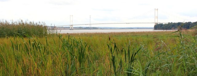 b21 Second Severn Crossing, from marshland Beachley, Ruth Livingstone