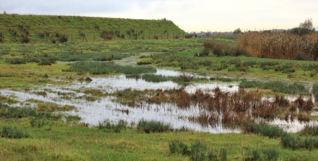 Goldcliff marshes, Ruth on her coastal walk, Wales