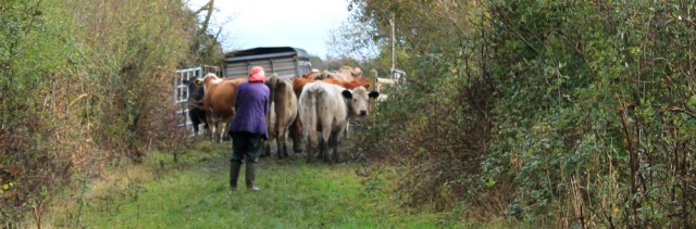  Ruth sharing the path with cows. Wales Coast Path