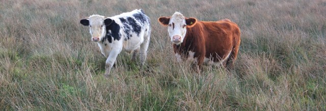 cows in Wales, Ruth walking the coastal path, near Nash